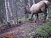 CO moose elk and bear-wgi_0155.jpg