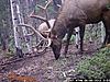 CO moose elk and bear-wgi_0162.jpg