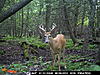 Opinions on some bucks-swamp-8-20-13-019.jpg