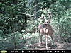 A couple of crazy looking bucks-rayburn-096.jpg