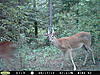 A couple of crazy looking bucks-rayburn-169.jpg