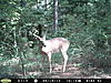 A couple of crazy looking bucks-rayburn-253.jpg