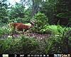 Updated Buck Pic - New Picture Added-prms0913.jpg