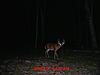 My three best deer on my cameras so far-image.jpg