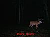 My three best deer on my cameras so far-image.jpg