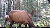 First pics from my first cam Elk/Mulies-cam1-first-location-004.jpg