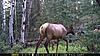 First pics from my first cam Elk/Mulies-cam1-first-location-047.jpg