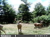 New Bachelor Herd with Big 7-img_1205.jpg