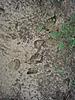 Old and new deer tracks.-1185225_10201959057967201_946354805_n.jpg