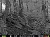 bear &amp; coyote pics-prms0005.jpg