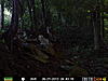 bear &amp; coyote pics-prms0006.jpg
