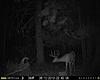 Trail camera under 0 bucks.  Is there such a thing!-big-8.jpg