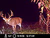 Ohio Buck-icam0088.jpg