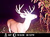 Another Ohio Buck-icam0071.jpg