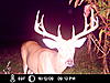 Another Ohio Buck-icam0072.jpg