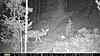 does, bulls and a blind buck-pict0024.jpg