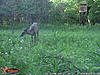 Card Pull - June 2014 - Ontario - antler growth-2014-06-05-92-.jpg