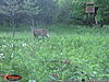 Card Pull - June 2014 - Ontario - antler growth-2014-06-05-25-.jpg