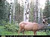 Colorado - Mule deer, Elk, and turkey-pict0042.jpg