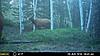 Colorado - Mule deer, Elk, and turkey-mfdc0066.jpg