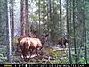 More Elk-mfdc0142.jpg