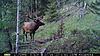 More Elk-pict0024.jpg