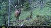 More Elk-pict0226.jpg