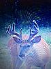 New drop tine 11 pt has made an appearance-image.jpg
