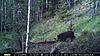 elk and bear-pict0003.jpg