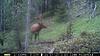 elk and bear-pict0079.jpg