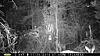 several new buck on cam-pict0013.jpg