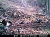 Turkey pics-gobbler-turkey-1.jpg