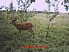 some Alberta deer/moose pics-3.jpg