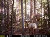 elk deer and bear-mfdc0102.jpg