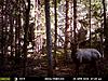 elk deer and bear-mfdc0132.jpg