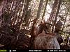 elk deer and bear-mfdc0153.jpg