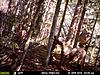 elk deer and bear-mfdc0193.jpg