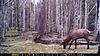 Deer, Elk and Bear-mfdc0016.jpg