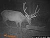 Blind buck returns-wgi_0084.jpg