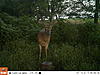 Buck Advisor Trail Cam Pics-ek000347.jpg