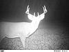 Three great Wisconsin Deer-pict0144.jpg
