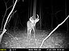 My Trail Cam Pics-mfdc7048.jpg