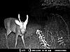 A few pics from the Moultrie 4.0-deer-1-010.jpg