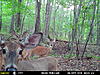 Do deer notice Cameras?-mfdc6763.jpg