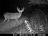 A few pics from the Moultrie 4.0-deer-1-012.jpg