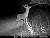 A few pics from the Moultrie 4.0-deer-1-013.jpg