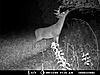 A few pics from the Moultrie 4.0-deer-1-014.jpg