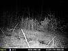 My Trail Cam Pics-mfdc7439.jpg