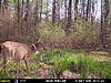 My Trail Cam Pics-mfdc7641.jpg