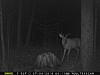 Couple of pa deer-mfdc0577.jpg